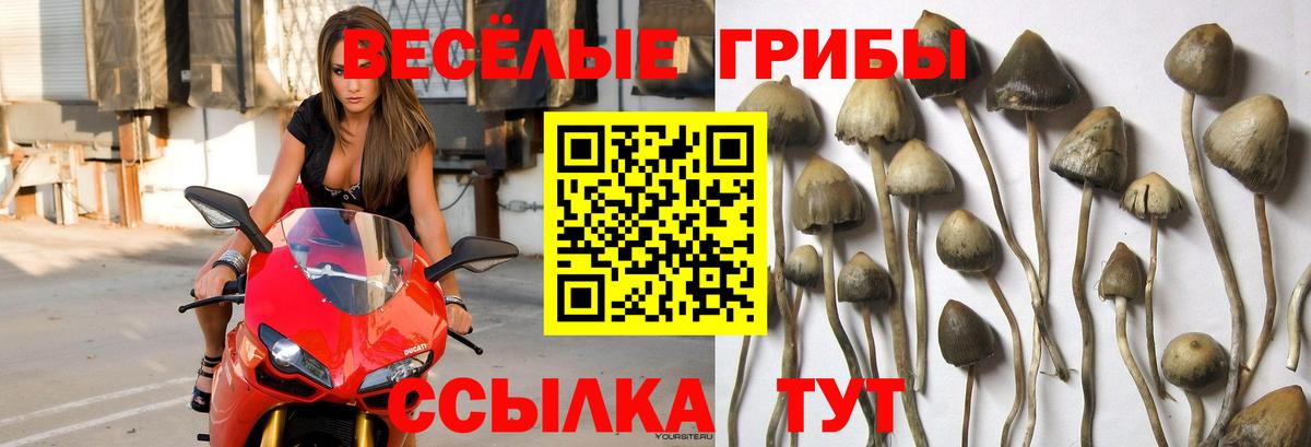 Галлюциногенные грибы Cubensis Ачинск